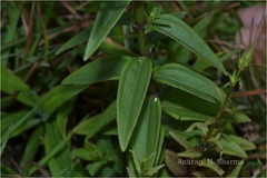 Swertia angustifolia var. pulchella